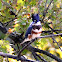 Belted Kingfisher