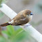 Indian Silverbill