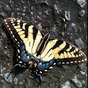 Anise Swallowtail