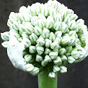Leek Flower