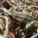 Striped Marsh Frog