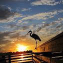 Great blue heron