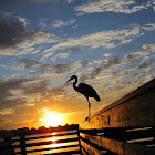 Great blue heron