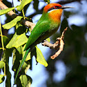 Bohm's Bee-eater