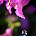 Bougainvillea