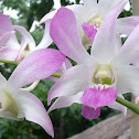 Orchid