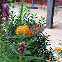 Monarch