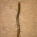 Centipede