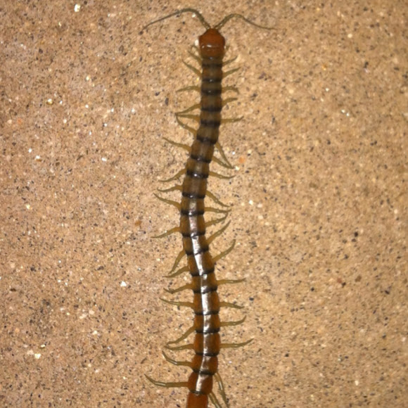 Spotting Image 1