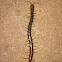 Centipede