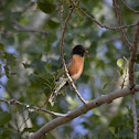 Robin