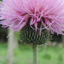 Texas Thistle