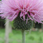 Texas Thistle