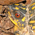 Reptiles of New England