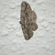 Brown-shaded Gray Moth