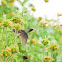 Bronzy Sunbird