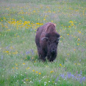 Buffalo