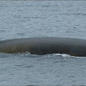 Fin Whale