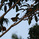 Orange Oreol