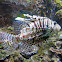 Lionfish