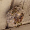 Paper Wasps