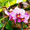 Orchid