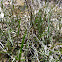 Glasswort