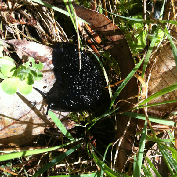 Spotting Image 1