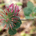Rose Clover