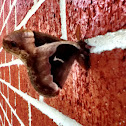 Tulip-tree Silkmoth