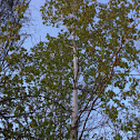 Quaking Aspen