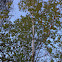 Quaking Aspen