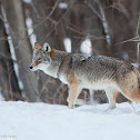 Coyote