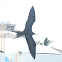 Great Frigatebird