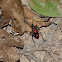 Unknown spotting