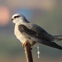 Black-shouldered Kite