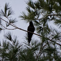 Common grackle