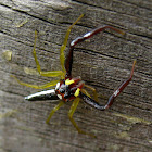 Two-striped Jumper