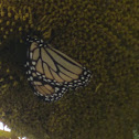 Monarch Butterfly