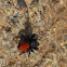 Phidippus californicus