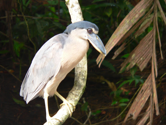 Spotting Image 1