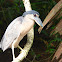 Boat-billed Heron