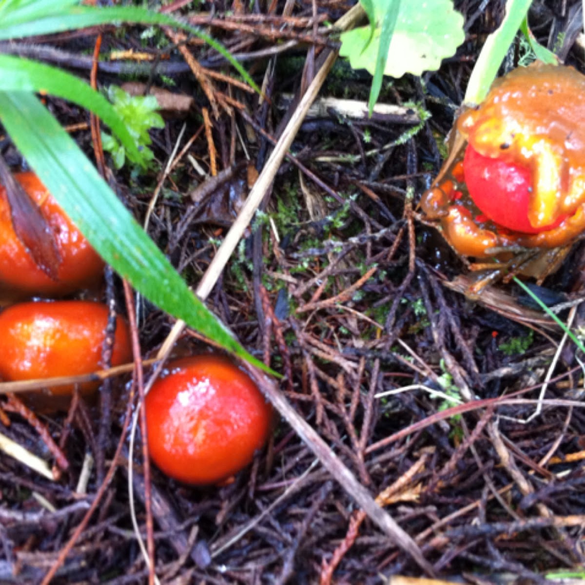 Hongo cherry