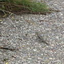Lagarto