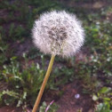 Common dandelion
