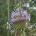 Fuller's Teasel