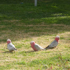 Galah