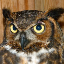 Great horned owl