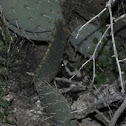 Spotted Skunk
