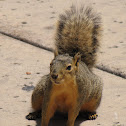 Fox Squirrel